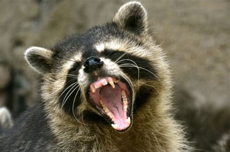 Nj County Warns Of Rabies Threat After Raccoon Attacks Man