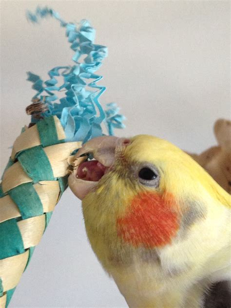 I Noticed A Small Flat Spot On My 19 Year Old Cockatiels Tongue