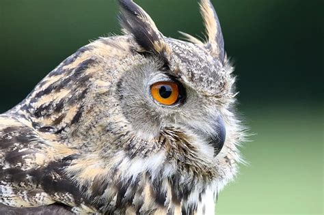 Eurasian Eagle Owl Owl Eurasian Wildlife Bird Prey Beak Portrait