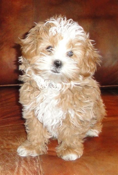 My parents shih tzu is still a puppy so it has more energy, but when she gets worn out or just picked up she instantly becomes cuddly. 1000+ images about Shih Poo Puppies on Pinterest