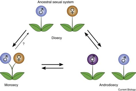 Plant Sex Best To Be Bisexual When Mates Are Scarce Current Biology
