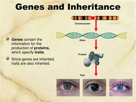 Ppt Genes And Inheritance Powerpoint Presentation Free Download Id