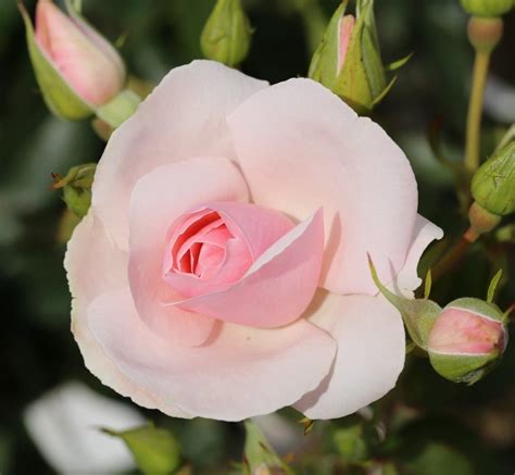Rose Many Happy Returns 3 Litre Stewarts Garden Centre