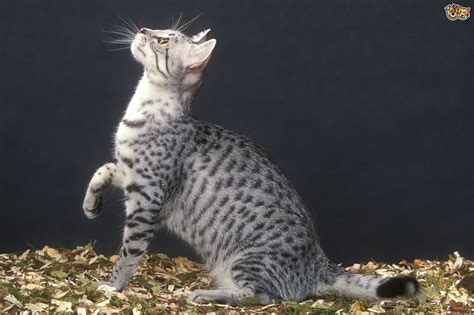 4 Gorgeous Exotic Looking Cat Breeds Pets4homes