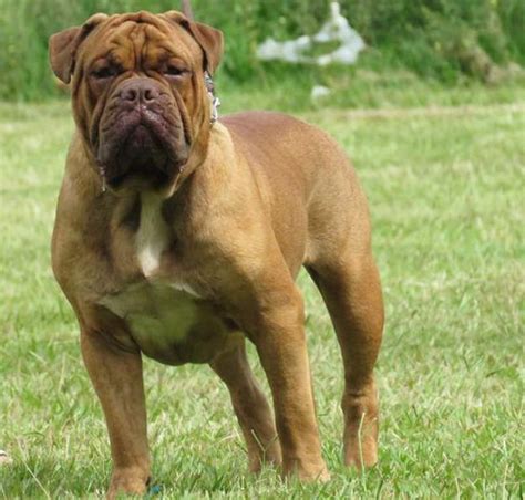 The first year they grow up (height). Campeiro Bulldog |10 Baggy Bulldog Breeds You Will Love to ...