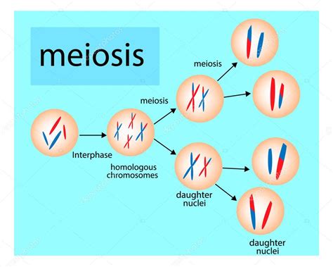 Stages Of Meiosis Vector Illustration Labeled Cell Di
