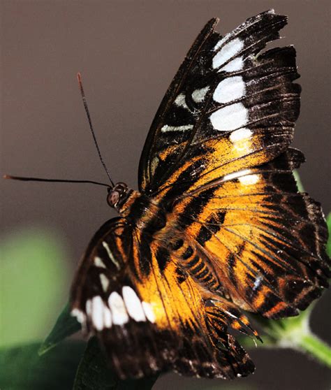 Butterfly Wings The Patterns Colors And Textures Valleys In The