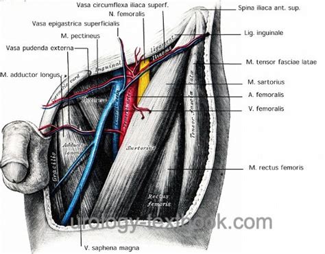 Groin Anatomy