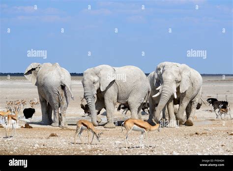 African Elephants Loxodonta Africana Covered In White Clay At