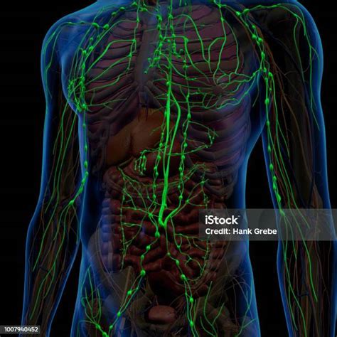 Anatomía Sistema Linfático En El Pecho Masculino Y Abdomen Foto De