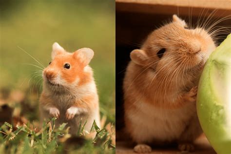 Difference Between A Hamster And A Gerbil