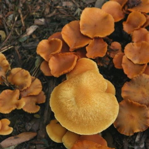 How To Identify Ohio Wild Mushrooms Sciencing