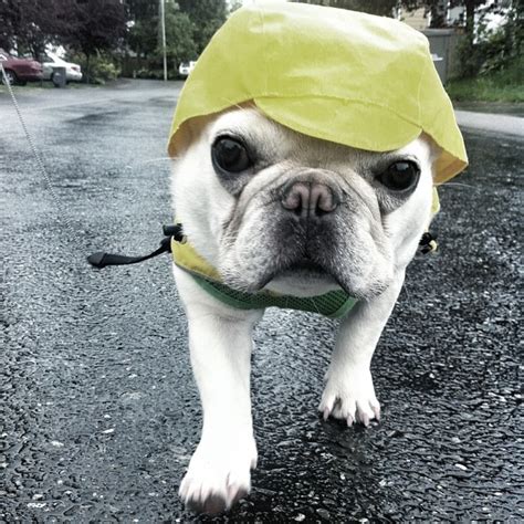 11 Dogs Whose Rain Game Is On Point Barkpost