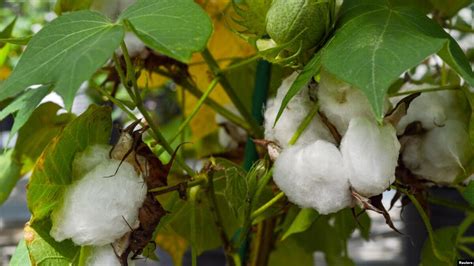 Us Permits Genetically Modified Cotton As Human Food Source