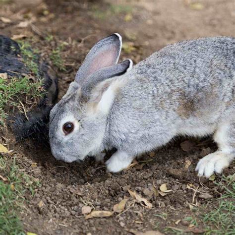 Op 10 Fascinating Rabbit Facts Discover The Wonders Of These Adorable