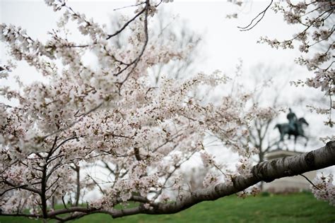 Best Time To See Cherry Blossom In Virginia 2024 When To See Roveme