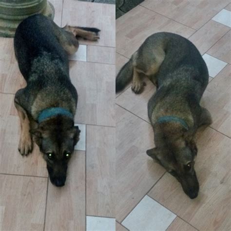 Black widow's bite is an electroshock weapon, created by s.h.i.e.l.d.'s tech directorate, that can deliver powerful electrical discharges from two shaped bracelets worn by black widow. Man Shares Photos of Black Snake Killed By a Dog