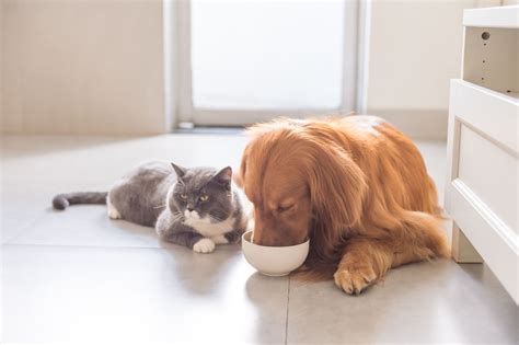 Here's why cats can't eat dog food: Is It Bad for Dogs to Eat Cat Food? | Can Dogs Eat Cat Food?