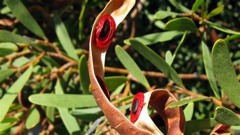Acacia Cyclops Invasive Plant Species In Portugal