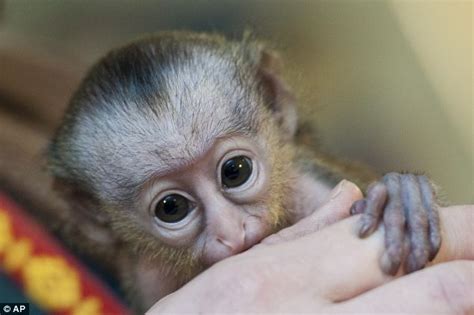 Rare Monkey Is Raised By Zookeepers After Being Rejected By Its Mother