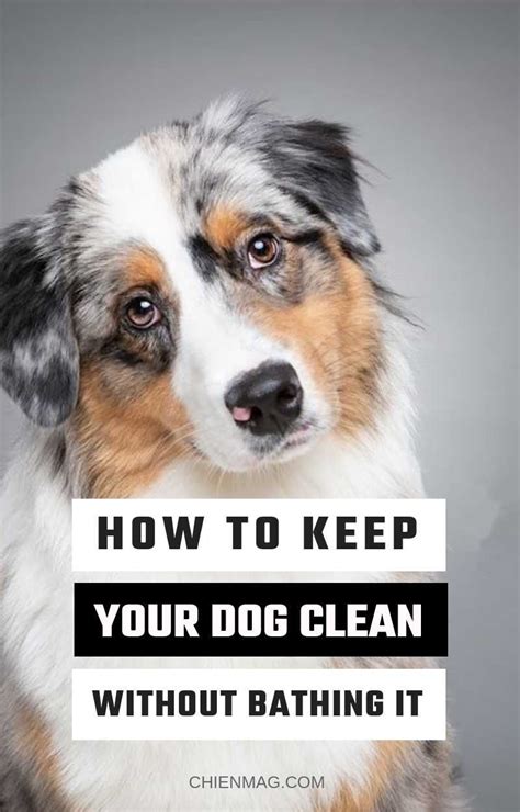 The dog owners guide to keeping a clean home through proper dog grooming and cleaning tips for all hair types. How To Keep Your Dog Clean Without Bathing it | Dog ...