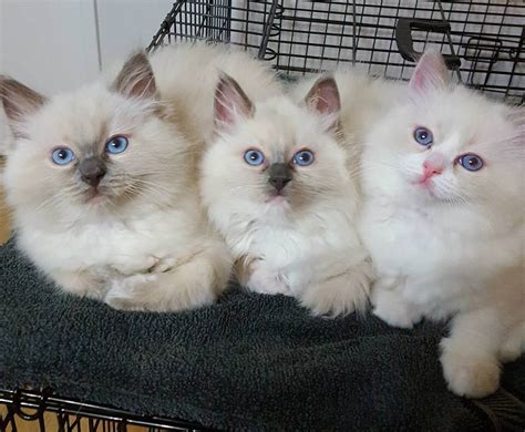 How Much Do Ragdoll Cats Cost Ragdoll Cat Prices Across The World