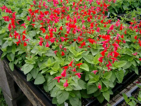 Even if rain comes, check the soil to 3 deep to make sure their roots have water. Salvia | La Tejana Trees
