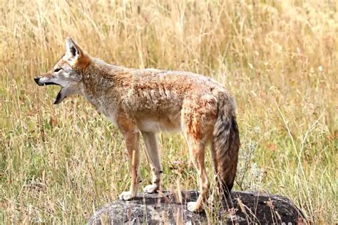 Coyote Sounds: How to Translate the Barking and Howling