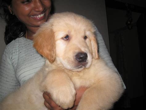 Playful and friendly just like all goldens making them a great family pet! Golden Retriever Puppies for Sale(Sreekumar 1)(6831 ...