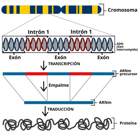 Transcripción Del Adn Qué Es Proceso En Eucariotas Y En Procariotas 2023