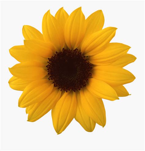 In this gallery you can download free png clipart: Sunflower Clipart Half - Transparent Background Sunflower ...