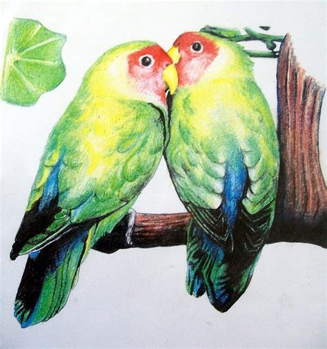 Love Birds Drawing By David Hansen Pixels