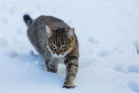 How To Keep Feral And Outdoor Cats Warm And Safe In Winter Pethelpful