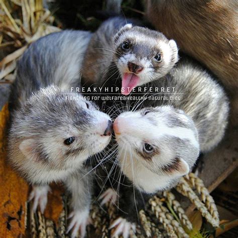 Chinchillas Cute Ferrets Types Of Animals Cute Animals Seal Point