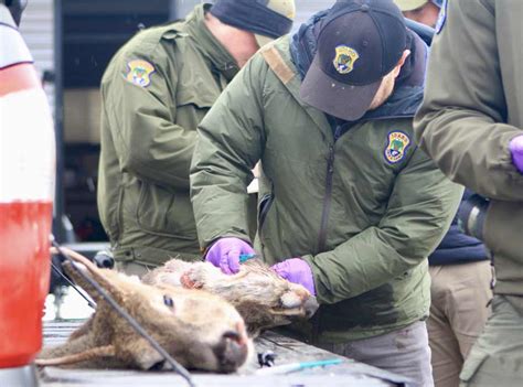 5 Animals Found With Cwd In Northern Idaho And Heres What Hunters Need