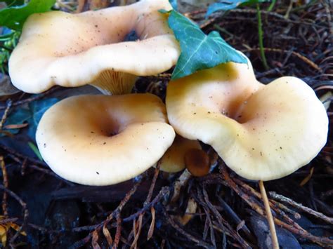 Use them in commercial designs under lifetime, perpetual & worldwide rights. Marsh Mucking: Shrooming in London