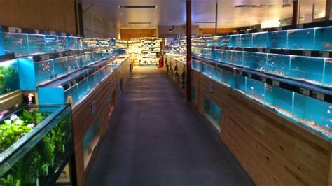 Trowell Maidenhead Aquatics Fish Store Review – Tropical Fish Site