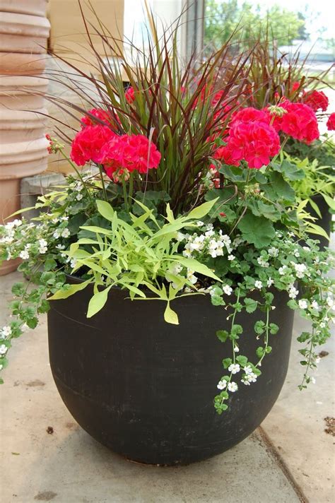 10 Large Potted Plants For Outdoors