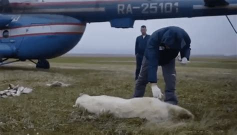 Rescue Polar Bear Cub Seeks Human Help After Tongue Is Caught In Tin