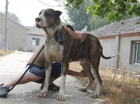 戰鬥力秒殺狼族的頂級大型猛犬， 被稱為“犬中5霸”，中國藏獒在榜 寵愛之家