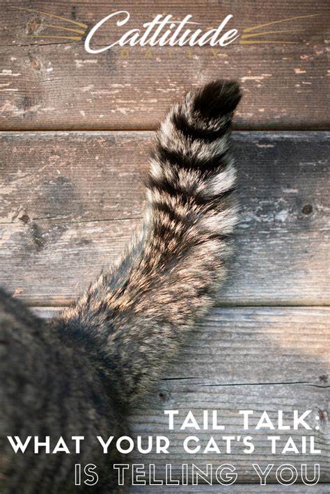 Tail Talk What Your Cats Tail Is Telling You Cat Tail Cat Tail