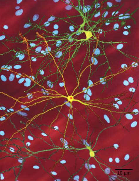 Characteristics And Traits Openstax Biology 2e