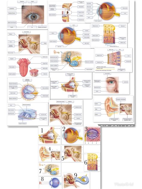 Chapter 15 The Special Senses Diagram Quizlet