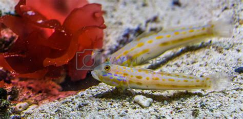 Orange Spotted Sleeper Goby In Closeup Sand Sifting Fish Tropical