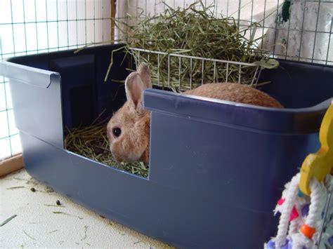 Searching For Happy Endings Rabbit Litter Box Recommendations