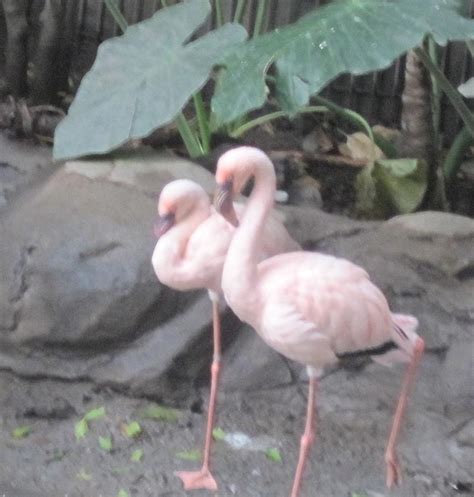 Pink Flamingos Photograph By Peggy M Mcaloon Pixels