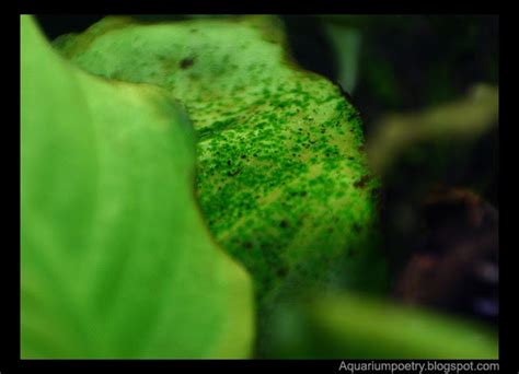 The best way to take care of this algae is by. Aquarium Algae ID (updated May6th '10 Surface Skum): Green ...
