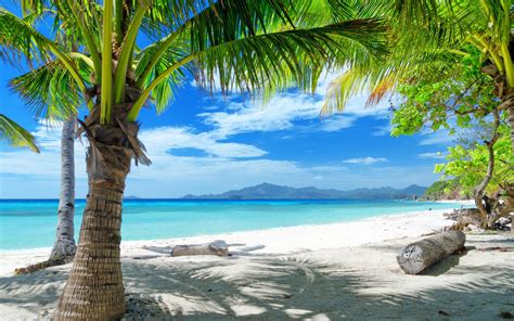 Free Download Tempting Ocean Beach With Palm Trees Hd Desktop Wallpaper