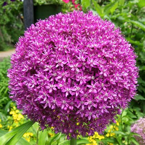 Giant Alliums For Sale Buy Extra Large Allium Flower Bulbs Online