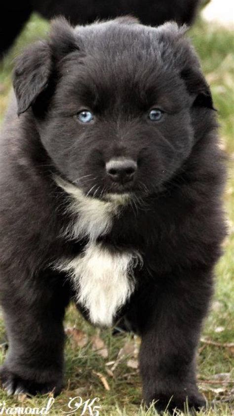 Feb 05, 2021 · when puppies shed their first coat, they can appear scruffy and may even change color. Anyone have experience with puppy vs adult eye color change? We are looking at getting a second ...